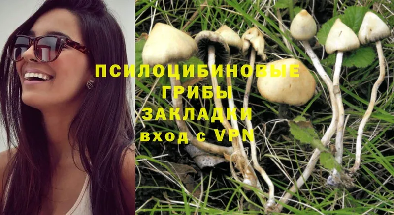 Галлюциногенные грибы Psilocybine cubensis  Ступино 