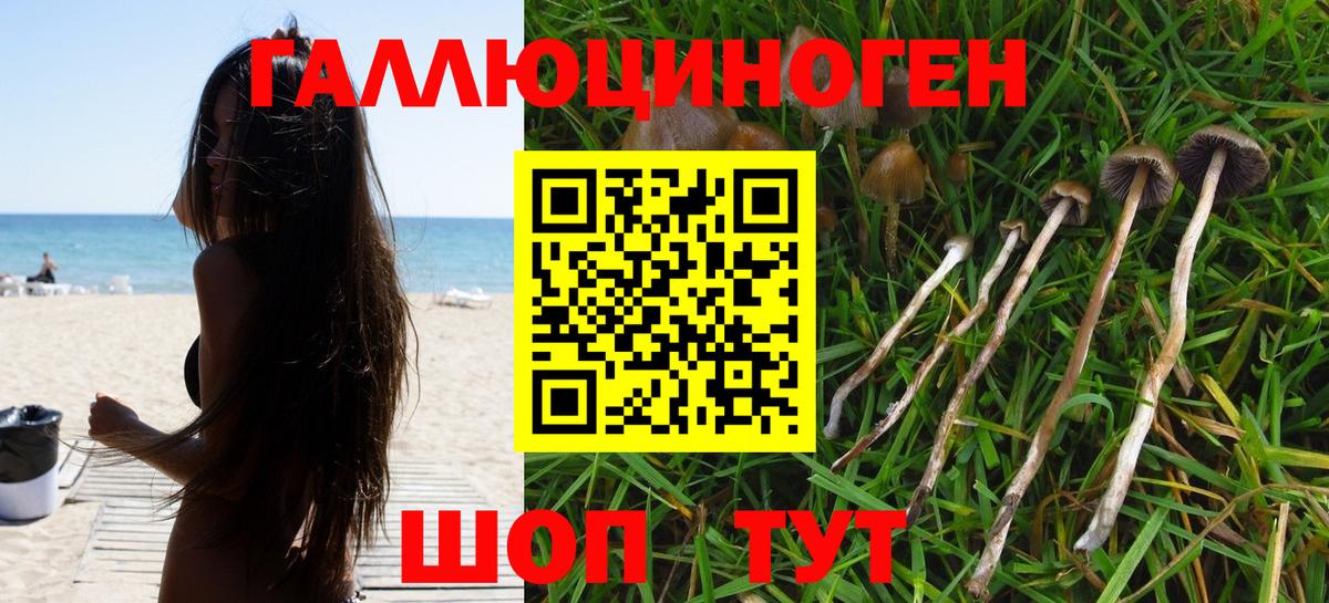 Ступино  Псилоцибиновые грибы Psilocybe  Вход с VPN 